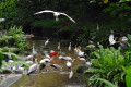 16-Yellow-billed-Storks-Cattle-Egrets-and-Scarlet-Ibis-KLBP