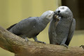 African-Grey-Parrot-Grey-Parrot-Nuri-Kelabu-Afrika-Psittacus-erithacus-1-KLBP
