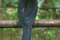 Asian-Black-Hornbill-Malaysian-Black-Hornbill-Black-Hornbill-Enggang-Gatal-Birah-Anthracoceros-malayanus-Female-4-KLBP