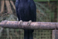 Asian-Black-Hornbill-Malaysian-Black-Hornbill-Black-Hornbill-Enggang-Gatal-Birah-Anthracoceros-malayanus-Female-6-KLBP