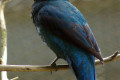 Asian-Fairy-Bluebird-Dendang-Gajah-Irena-puella-Female-10-KLBP