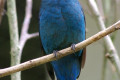Asian-Fairy-Bluebird-Dendang-Gajah-Irena-puella-Female-9-KLBP