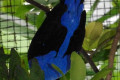 Asian-Fairy-Bluebird-Dendang-Gajah-Irena-puella-Male-2-KLBP