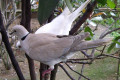 Barbary-Dove-Ringneck-Dove-Ring-Dove-Streptopelia-risoria-2-KLBP