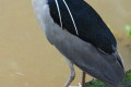 Black-crowned-Night-Heron-Pucung-Kuak-Nycticorax-nycticorax-Male-6-KLBP