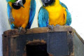 Blue-and-gold-Macaw-Blue-and-yellow-Macaw-Macaw-Biru-Kuning-Ara-ararauna-3-KLBP