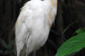 Cattle-Egret-Bangau-Kendi-Bubulcus-ibis-19-KLBP