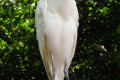 Cattle-Egret-Bangau-Kendi-Bubulcus-ibis-2-KLBP