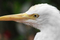 Cattle-Egret-Bangau-Kendi-Bubulcus-ibis-23-KLBP