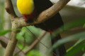 Channel-billed-Toucan-Ramphastos-vitellinus-2-KLBP