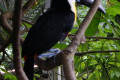 Channel-billed-Toucan-Ramphastos-vitellinus-3-KLBP