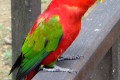 Chattering-Lory-Nuri-Pekicau-Lorius-garrulus-3-KLBP