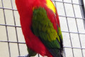 Chattering-Lory-Nuri-Pekicau-Lorius-garrulus-7-KLBP