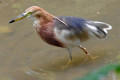 Chinese-Pond-Heron-Pucung-China-Ardeola-bacchus-1-KLBP