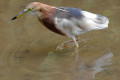 Chinese-Pond-Heron-Pucung-China-Ardeola-bacchus-5-KLBP