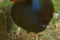 Crested-Partridge-Red-crowned-Wood-Partridge-Crested-Wood-Partridge-Roul-roul-Rollulus-rouloul-1-KLBP