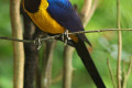 Golden-breasted-Starling-Royal-Starling-Cosmopsarus-regius-11-KLBP