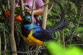 Golden-breasted-Starling-Royal-Starling-Cosmopsarus-regius-3-KLBP