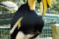 Great-Hornbill-Great-Indian-Hornbill-Great-Pied-Hornbill-Enggang-Papan-Buceros-bicornis-1-KLBP