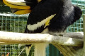 Great-Hornbill-Great-Indian-Hornbill-Great-Pied-Hornbill-Enggang-Papan-Buceros-bicornis-2-KLBP