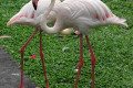 Greater-Flamingo-Flamingo-Besar-Phoenicopterus-roseus-10-KLBP