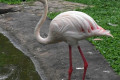 Greater-Flamingo-Flamingo-Besar-Phoenicopterus-roseus-12-KLBP