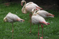 Greater-Flamingo-Flamingo-Besar-Phoenicopterus-roseus-4-KLBP