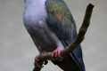 Green-Imperial-Pigeon-Pergam-Besar-Ducula-aenea-1-KLBP