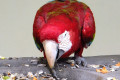 Green-winged-Macaw-Red-and-green-Macaw-Macaw-Sayap-Hijau-Ara-chloropterus-4-KLBP