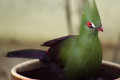 Guinea-Turaco-Green-Turaco-Buffons-Turaco-Tauraco-persa-buffoni-1-KLBP