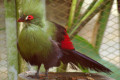 Guinea-Turaco-Green-Turaco-Buffons-Turaco-Tauraco-persa-buffoni-10-KLBP