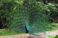 Indian-Peafowl-Blue-Peafowl-Merak-Biru-Pavo-cristatus-Peacock-28-KLBP