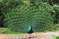 Indian-Peafowl-Blue-Peafowl-Merak-Biru-Pavo-cristatus-Peacock-29-KLBP