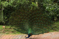 Indian-Peafowl-Blue-Peafowl-Merak-Biru-Pavo-cristatus-Peacock-30-KLBP