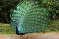 Indian-Peafowl-Blue-Peafowl-Merak-Biru-Pavo-cristatus-Peacock-32-KLBP