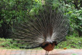 Indian-Peafowl-Blue-Peafowl-Merak-Biru-Pavo-cristatus-Peacock-34-KLBP