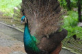 Indian-Peafowl-Blue-Peafowl-Merak-Biru-Young-peacock-09-KLBP