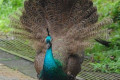 Indian-Peafowl-Blue-Peafowl-Merak-Biru-Young-peacock-10-KLBP