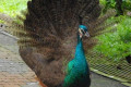 Indian-Peafowl-Blue-Peafowl-Merak-Biru-Young-peacock-12-KLBP