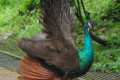 Indian-Peafowl-Blue-Peafowl-Merak-Biru-Young-peacock-13-KLBP