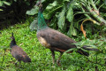 Indian-Peafowl-Blue-Peafowl-Peahen-with-chick-5-KLBP