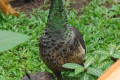 Indian-Peafowl-Blue-Peafowl-Peahen-with-chick-9-KLBP