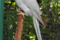 Indian-Ringneck-Parakeet-Grey-mutation-2-KLBP