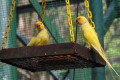 Indian-Ringneck-Parakeet-Lutino-yellow-mutation-1-KLBP