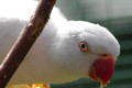 Indian-Ringneck-Parakeet-Psittacula-krameri-Albino-white-mutation-11-KLBP