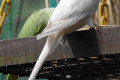 Indian-Ringneck-Parakeet-Psittacula-krameri-Albino-white-mutation-12-KLBP