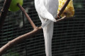 Indian-Ringneck-Parakeet-Psittacula-krameri-Albino-white-mutation-2-KLBP