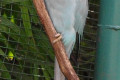 Indian-Ringneck-Parakeet-Psittacula-krameri-Blue-grey-mutation-2-KLBP