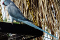 Indian-Ringneck-Parakeet-Psittacula-krameri-Blue-mutation-KLBP