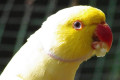 Indian-Ringneck-Parakeet-Psittacula-krameri-Lutino-yellow-mutation-11-KLBP